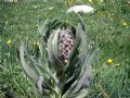 Cynoglossum apenninum